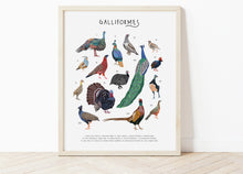 Load image into Gallery viewer, Galliformes Print