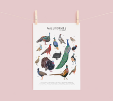 Load image into Gallery viewer, Galliformes Print