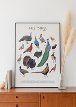 Load image into Gallery viewer, Galliformes Print
