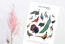 Load image into Gallery viewer, Galliformes Print