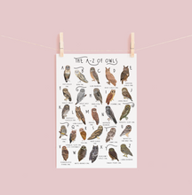 Load image into Gallery viewer, A-Z of Owls Poster