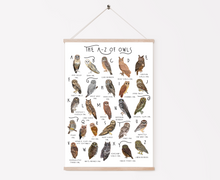 Load image into Gallery viewer, A-Z of Owls Poster