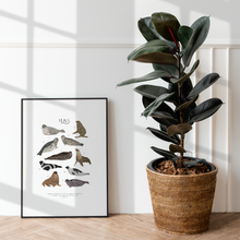 Load image into Gallery viewer, Seals Print