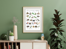 Load image into Gallery viewer, A-Z of Amphibians & Reptiles Poster