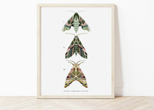 Load image into Gallery viewer, Trio of Green Moths Print