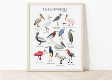 Load image into Gallery viewer, Pelecaniformes Print