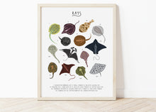 Load image into Gallery viewer, Rays Print