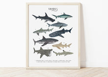 Load image into Gallery viewer, Sharks Print