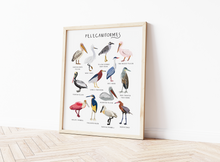 Load image into Gallery viewer, Pelecaniformes Print
