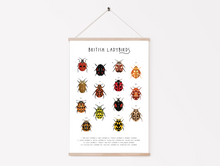Load image into Gallery viewer, British Ladybirds Print