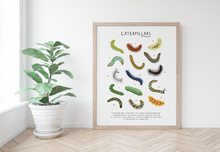 Load image into Gallery viewer, Caterpillar Print