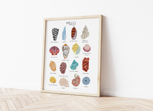 Load image into Gallery viewer, Sea Shells Print