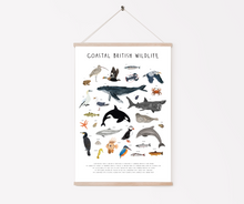 Load image into Gallery viewer, Coastal British Wildlife Print