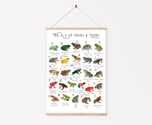 Load image into Gallery viewer, A-Z of Frogs Poster