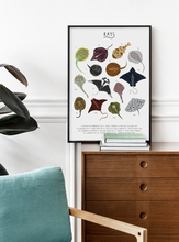 Load image into Gallery viewer, Rays Print