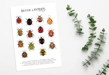 Load image into Gallery viewer, British Ladybirds Print