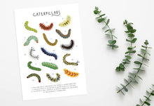 Load image into Gallery viewer, Caterpillar Print