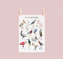 Load image into Gallery viewer, Pelican Print