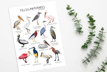 Load image into Gallery viewer, Pelican Print