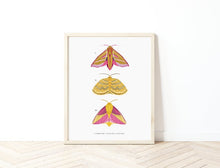 Load image into Gallery viewer, Set of 2 Trio of Moths Prints