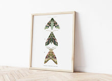 Load image into Gallery viewer, Trio of Green Moths Print