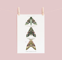 Load image into Gallery viewer, Trio of Green Moths Print
