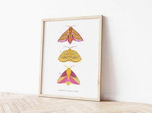 Load image into Gallery viewer, Trio of Pink and Yellow Moths Print