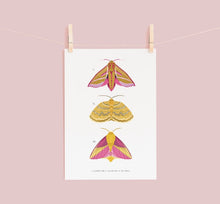 Load image into Gallery viewer, Trio of Pink and Yellow Moths Print