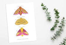 Load image into Gallery viewer, Trio of Pink and Yellow Moths Print