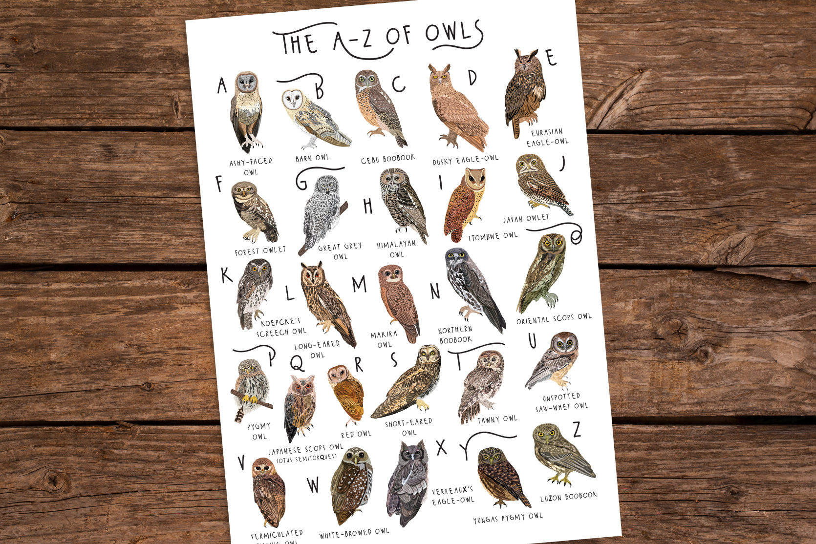 A-Z of Owls Poster – Bea Baranowska Illustration