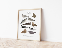 Load image into Gallery viewer, Seals Print
