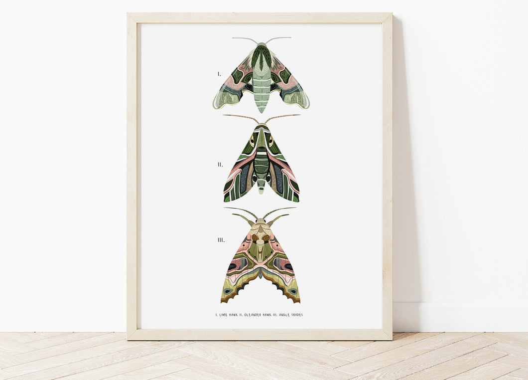 Trio of Green Moths Print