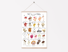 Load image into Gallery viewer, A-Z of Fungi Poster
