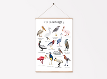 Load image into Gallery viewer, Pelecaniformes Print
