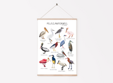 Load image into Gallery viewer, Pelican Print
