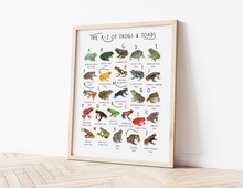 Load image into Gallery viewer, A-Z of Frogs Poster
