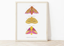 Load image into Gallery viewer, Trio of Pink and Yellow Moths Print
