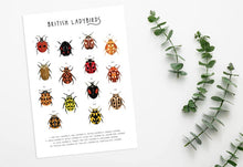Load image into Gallery viewer, British Ladybirds Print
