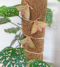 Load image into Gallery viewer, Elephant Hawk Moth Enamel Pin
