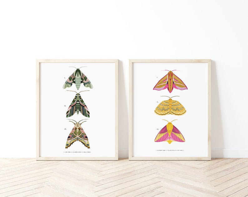 Set of 2 Trio of Moths Prints