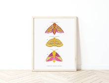 Load image into Gallery viewer, Set of 2 Trio of Moths Prints
