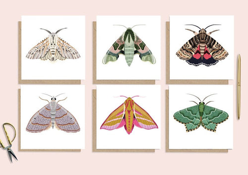 Set of 6 Moth Cards