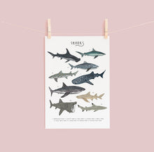 Load image into Gallery viewer, Sharks Print
