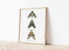 Load image into Gallery viewer, Trio of Green Moths Print
