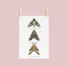 Load image into Gallery viewer, Trio of Green Moths Print
