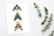 Load image into Gallery viewer, Trio of Green Moths Print
