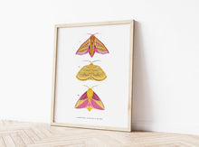 Load image into Gallery viewer, Trio of Pink and Yellow Moths Print
